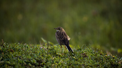 bird in the grass
