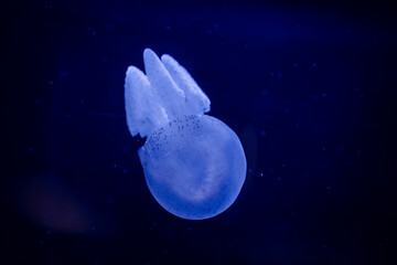Naklejka na ściany i meble jellyfish in aquarium