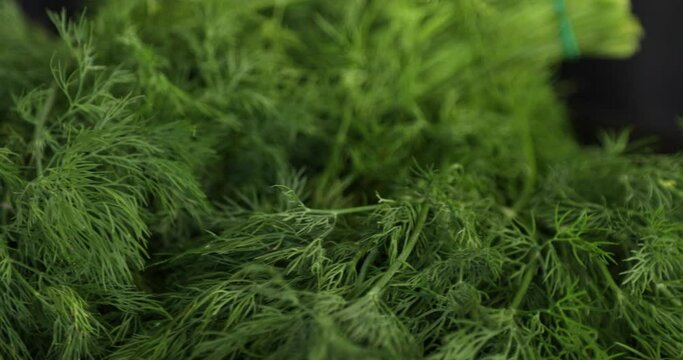 Fresh dill branches rotating on black background