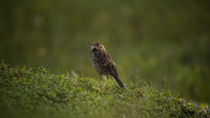 sparrow on the grass