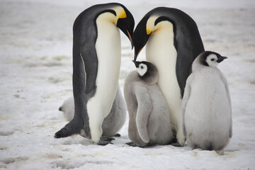 Plakat Antarctica feeding emperor penguin chick close up on a cloudy winter day