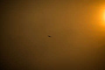 bird in sky