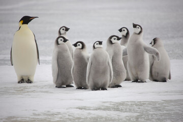 Antarctica emperor penguin chicks close up on a cloudy winter day © Iurii