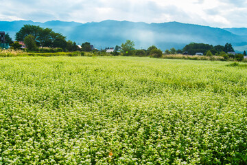 Fototapeta na wymiar 白馬村の一面の蕎麦畑
