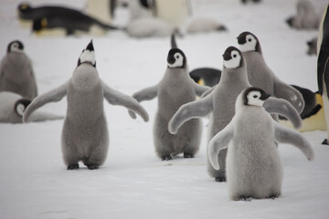 Antarctica emperor penguin chicks close up on a cloudy winter day