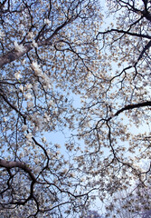 cherry blossoms in spring