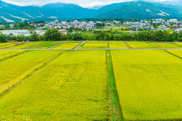 白馬村の米の田園地帯