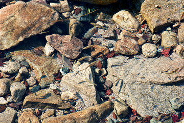 small fishes in the pond