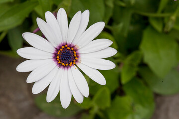 Fototapeta premium white daisy flower