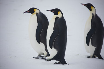 Antarctica emperor penguin close up on a cloudy winter day