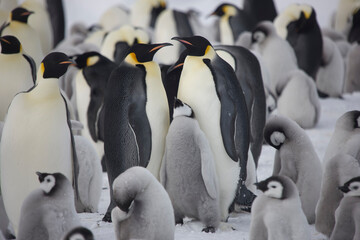 Antarctica group of emperor penguins on a cloudy winter day