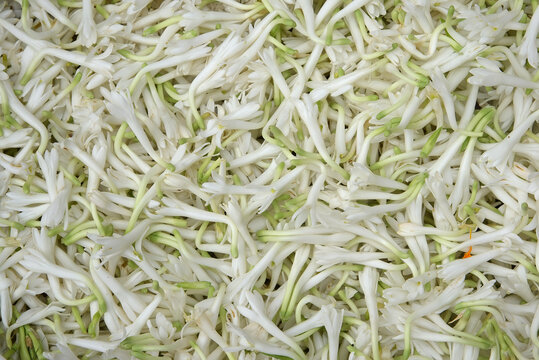 white color Tuberose or Rajnigandha flowers