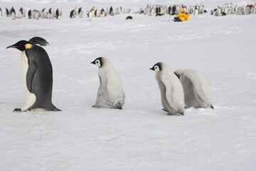 Fototapeta premium Antarctica emperor penguin chicks close up on a cloudy winter day