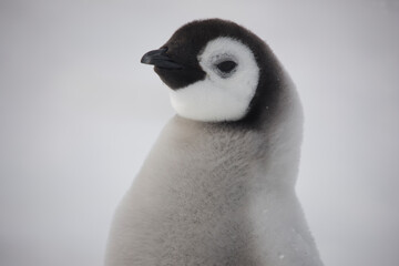 Antarctica emperor penguin chick close up on a cloudy winter day © Iurii