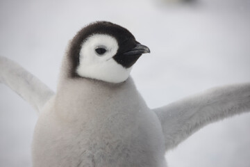 Antarctica emperor penguin chick close up on a cloudy winter day © Iurii