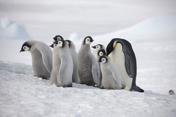 Fototapeta premium Antarctica group of emperor penguins on a cloudy winter day