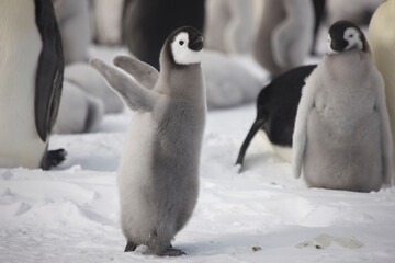 Antarctica emperor penguin chicks close up on a cloudy winter day