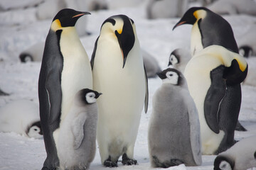 Obraz premium Antarctica emperor penguin chicks with parents close up on a cloudy winter day