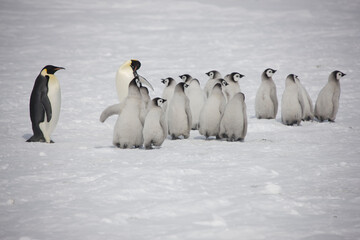 Naklejka na ściany i meble Antarctica group of emperor penguins on a cloudy winter day