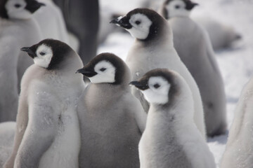 Antarctica emperor penguin chicks close up on a cloudy winter day