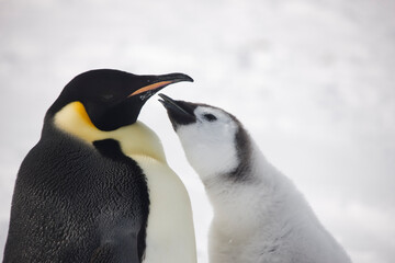 Antarctica feeding emperor penguin chick close up on a cloudy winter day