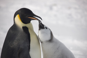 Antarctica feeding emperor penguin chick close up on a cloudy winter day