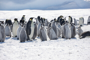 Antarctica group of emperor penguins on a cloudy winter day