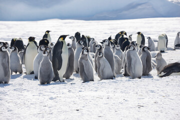Obraz premium Antarctica group of emperor penguins on a cloudy winter day