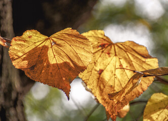 Naklejka na ściany i meble Yellow leaves on a twig in autumn