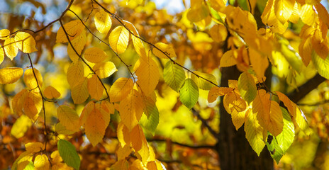 Yellow leaves on a twig in autumn