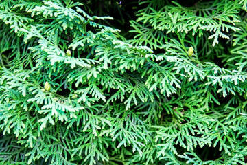 Naklejka na ściany i meble Cypress cedar thuja arborvitae conifer tree branch. Selective focus