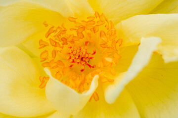 Fototapeta na wymiar Close up of a yellow flower