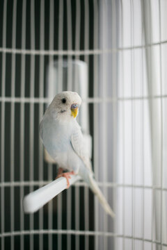Portrait of my bird friend