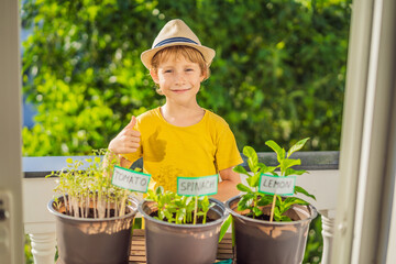 The boy is doing gardening on his balcony. Natural development for children