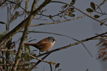 Male Bearded tit perched in a bush.