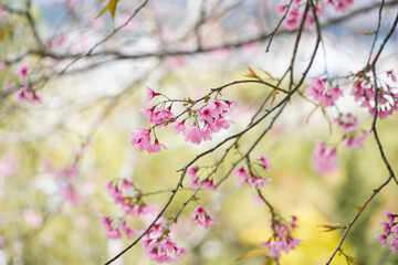 Cherry blossoms