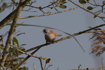 Male Bearded tit perched in a bush.