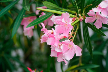 pink flowers in a garden