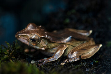 Frog