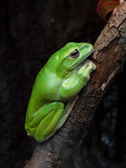 Tree frog on a branch