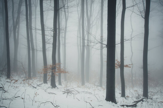 Winter woods