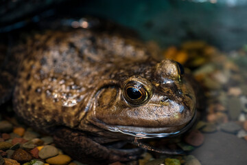Bullfrog sitting in a shallow puddle