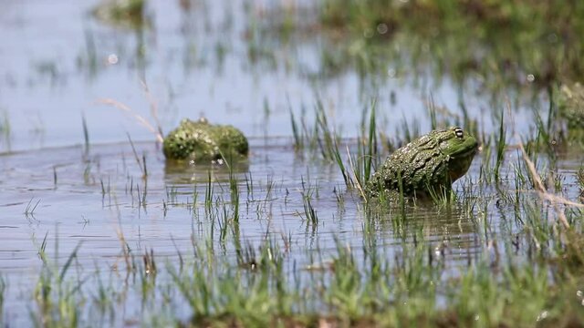 Male African giant bullfrogs (Pyxicephalus adspersus) in shallow water the during mating season, South Africa