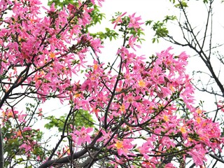 沖縄県･西表島･トックリキワタ