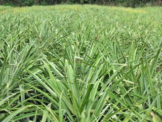 沖縄県･西表島･パイナップル畑