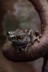 Fototapeta premium Frog on a branch