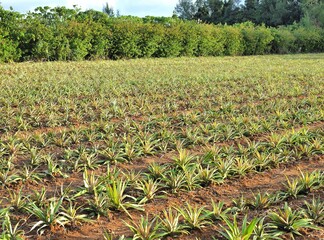 沖縄県･西表島･パイナップル畑