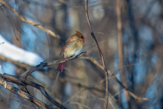 A female Northern Cardinal perched on a branch on a cold winter day.