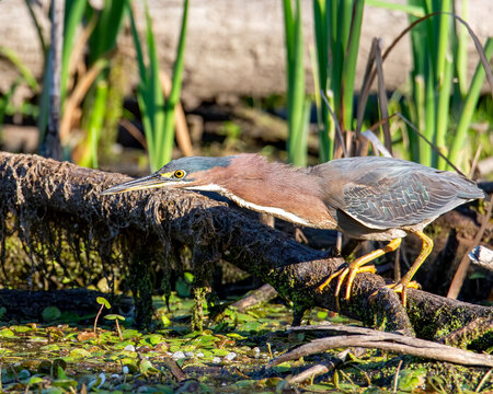 A Green Heron hunting for food in a marsh.