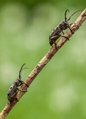 Macro shot of two Morimus funereus beetles on a tree branch isolated on green background